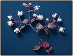Horny Goat Weed